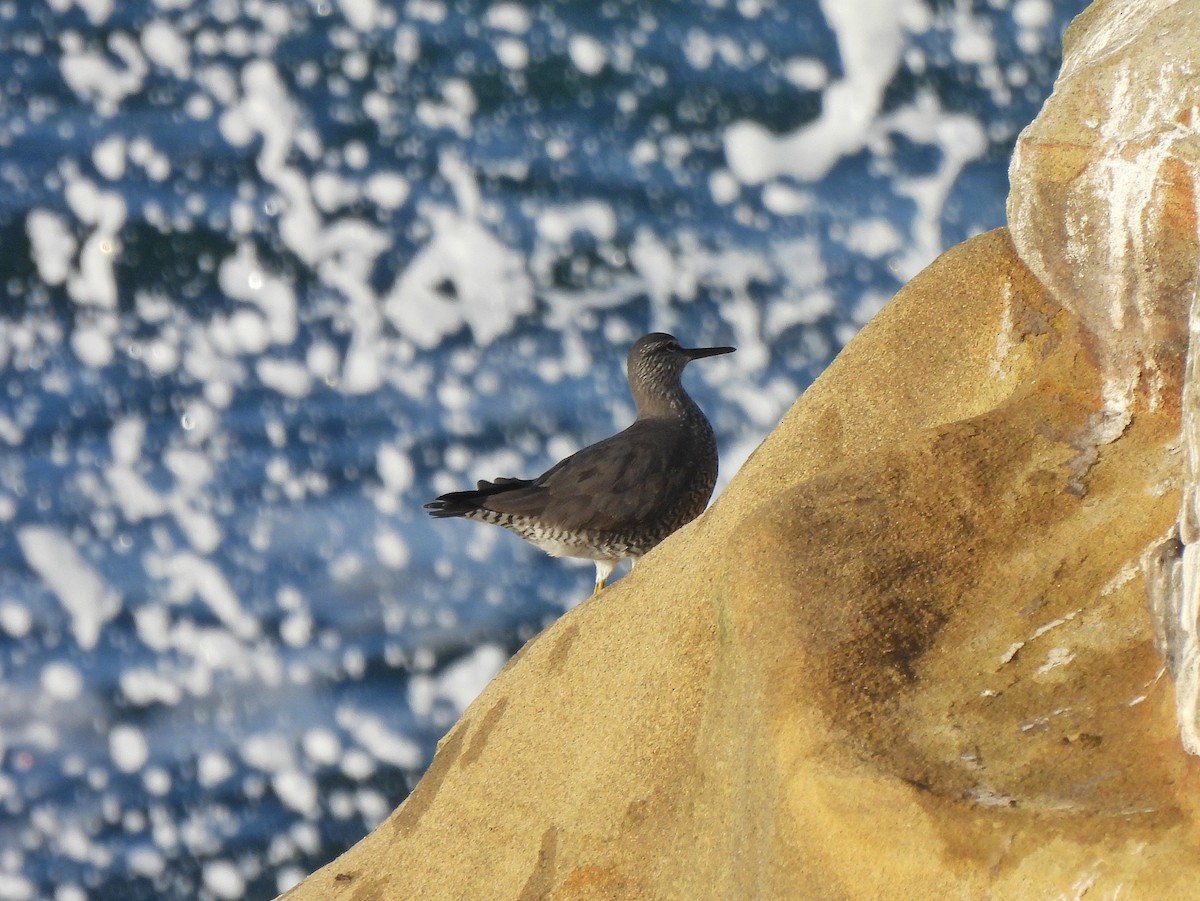 Wandering Tattler - Dan O'Brien