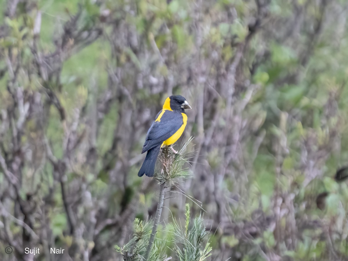 Black-and-yellow Grosbeak - Sujit Nair