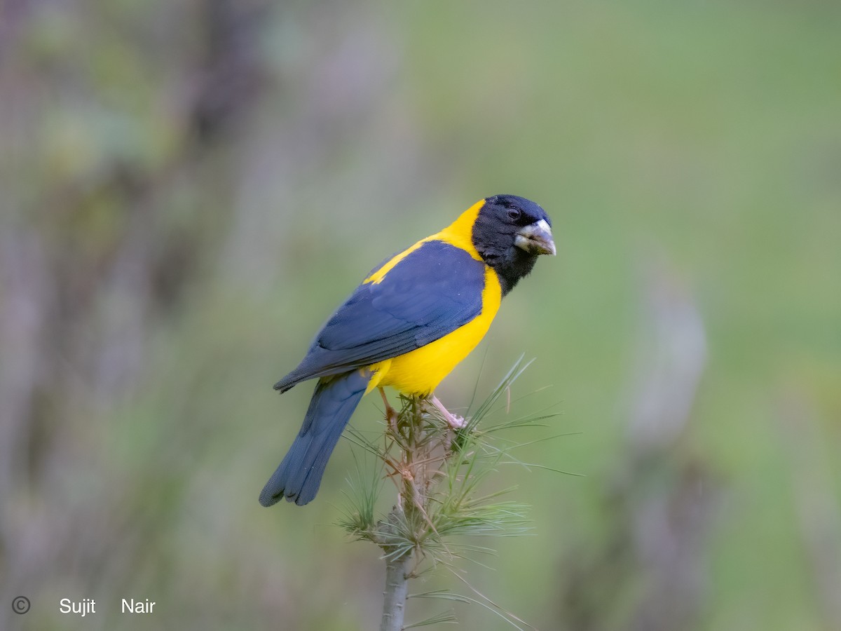 Black-and-yellow Grosbeak - ML465288611