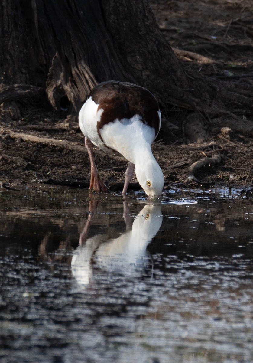 Radjah Shelduck - ML465290841