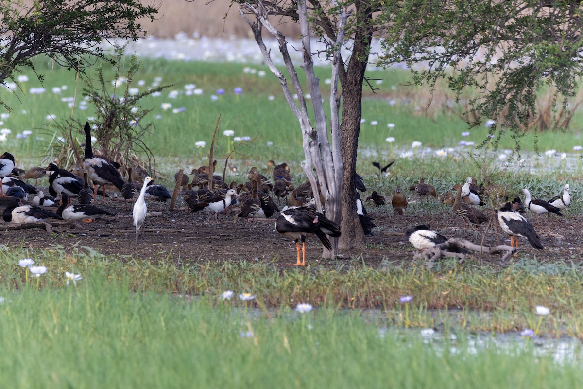 Radjah Shelduck - ML465290861