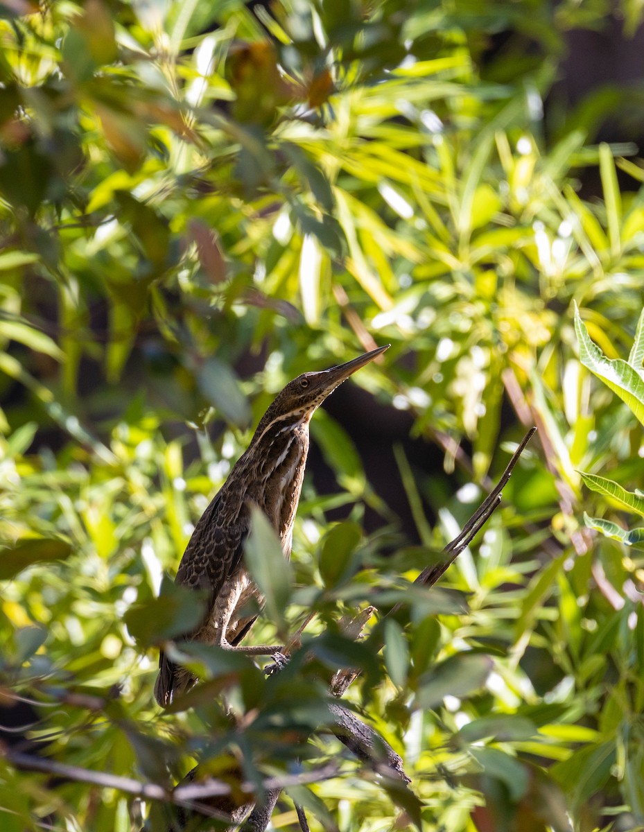 Black Bittern - ML465292241