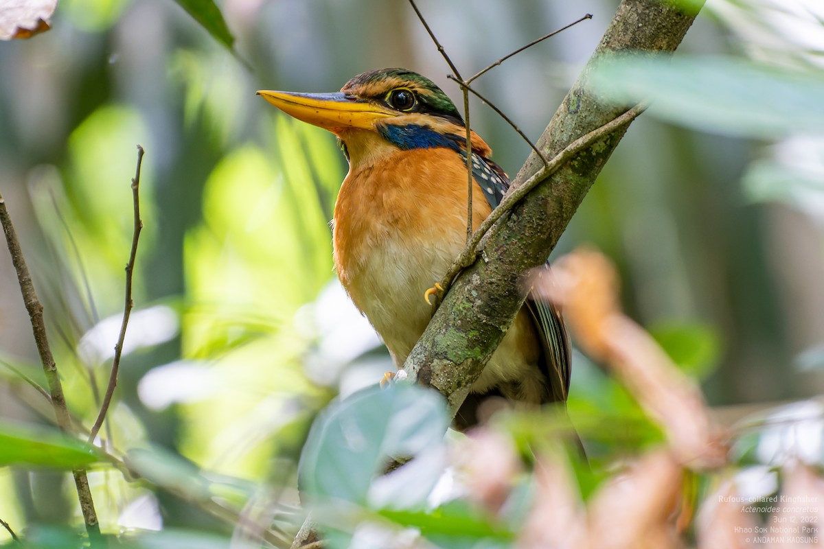 Rufous-collared Kingfisher - ML465292981