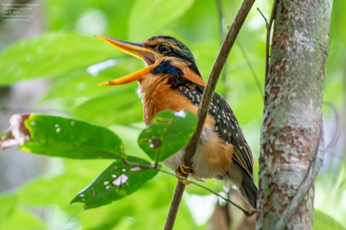 Rufous-collared Kingfisher - ML465293031