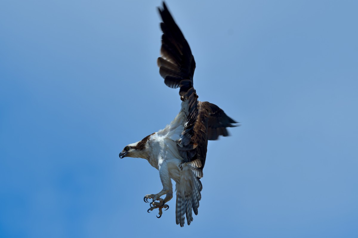 Balbuzard pêcheur - ML465293621