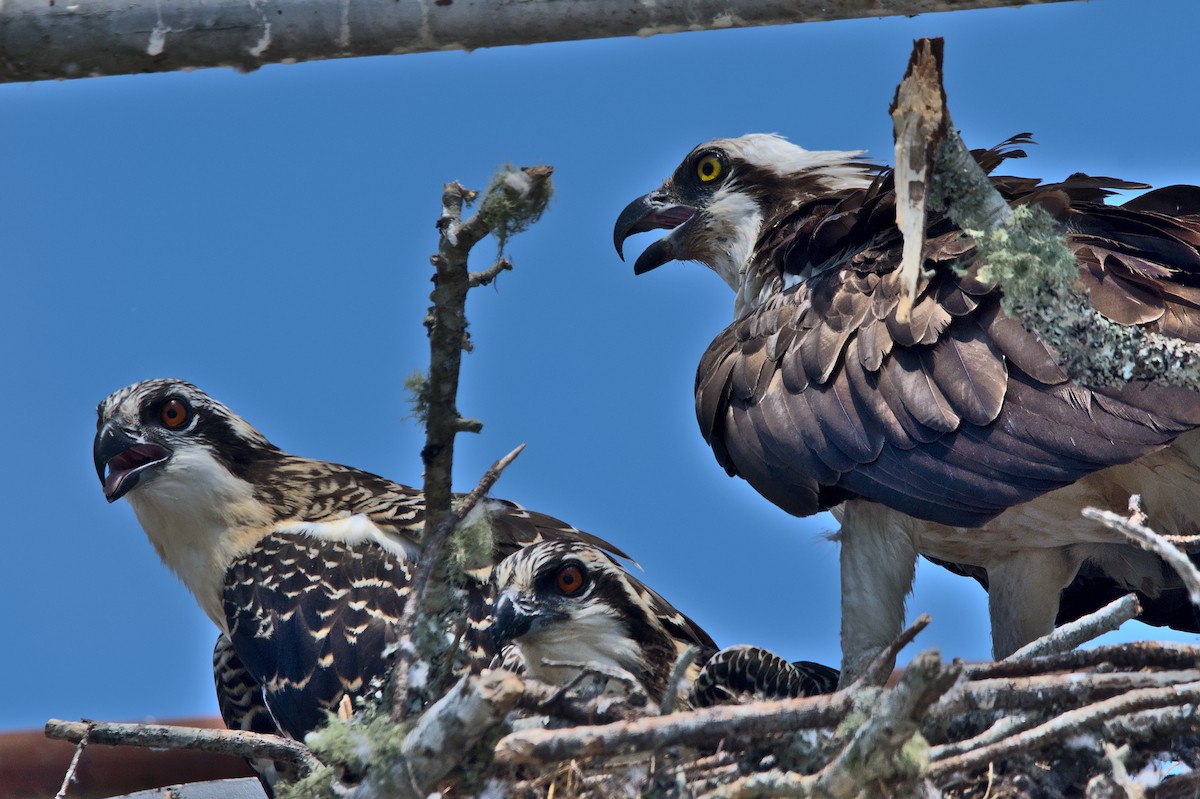 Águila Pescadora - ML465293651