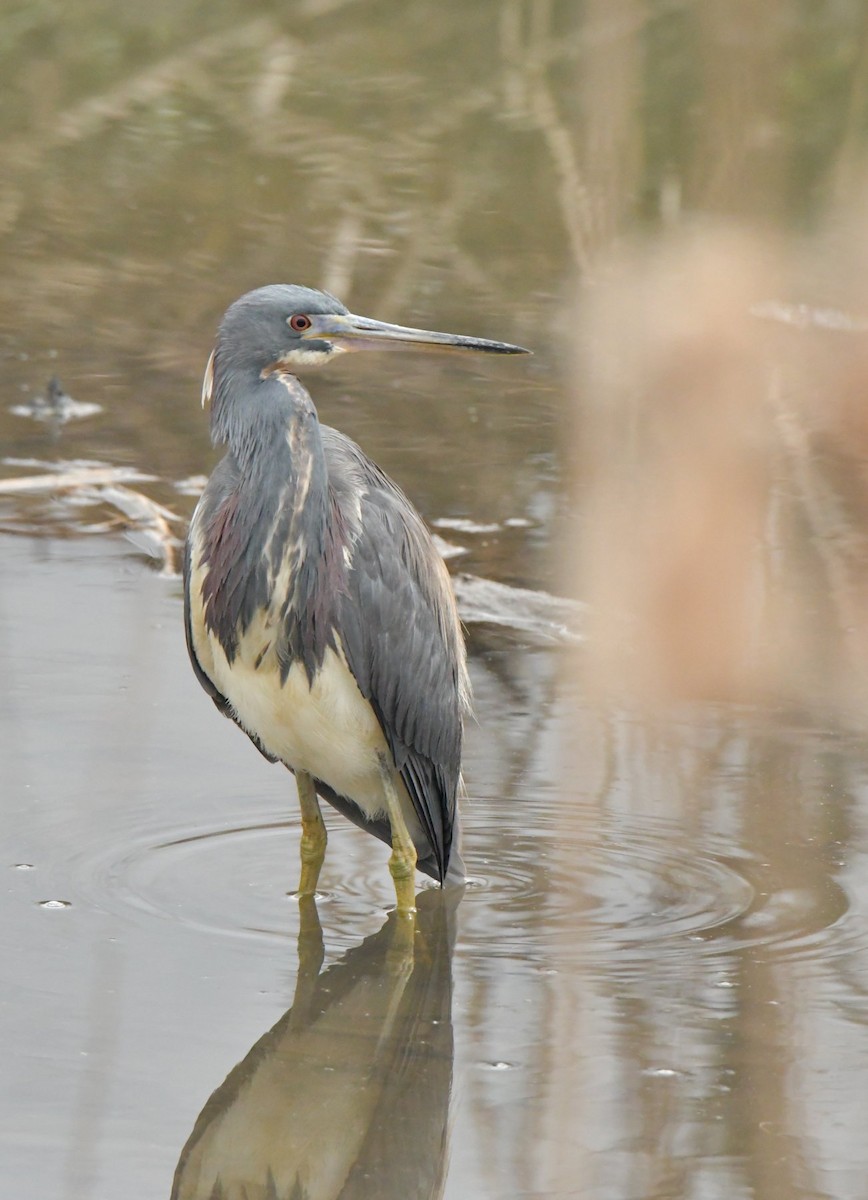 Tricolored Heron - ML465293821