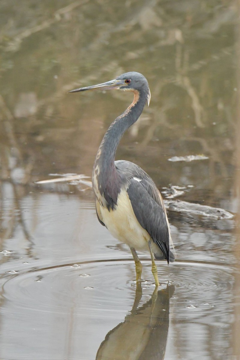 Tricolored Heron - ML465293851