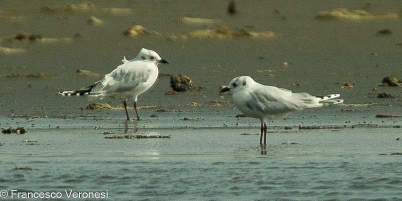 Saunders's Gull - ML465293941