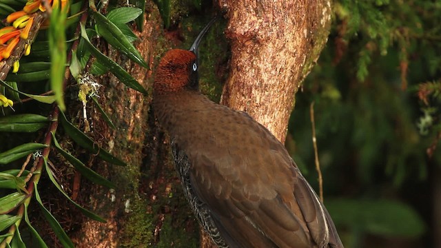 Brown Sicklebill - ML465294