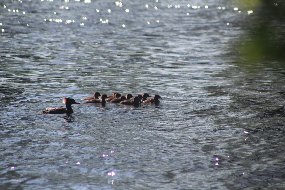 Hooded Merganser - ML465294651