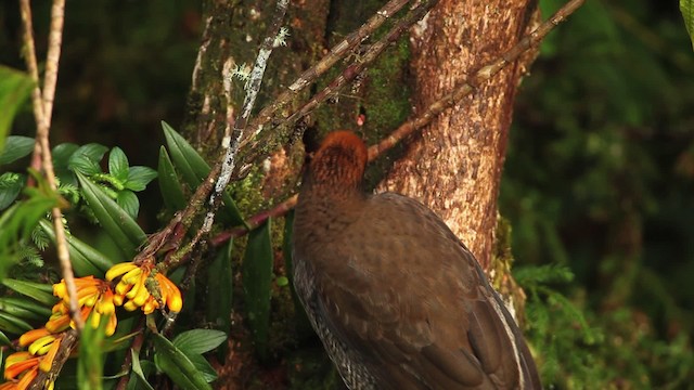 Brown Sicklebill - ML465295