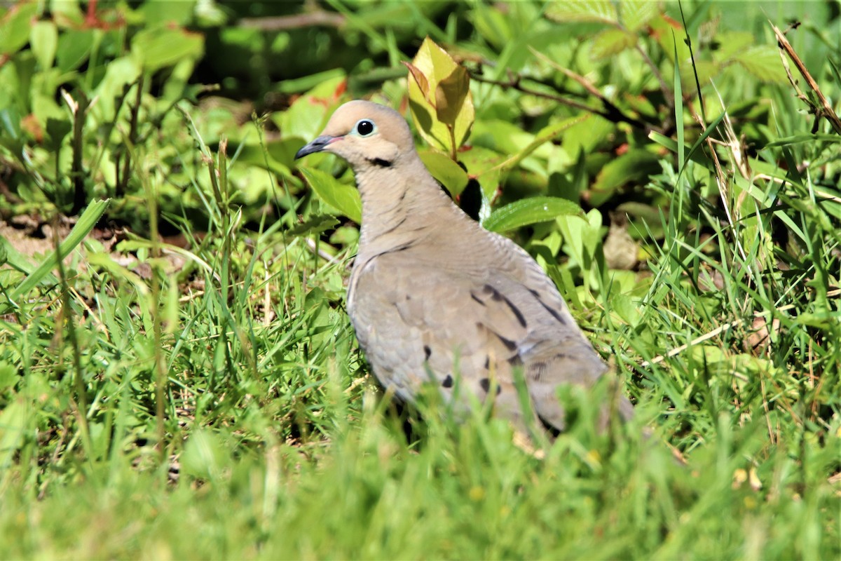 Mourning Dove - ML465296811