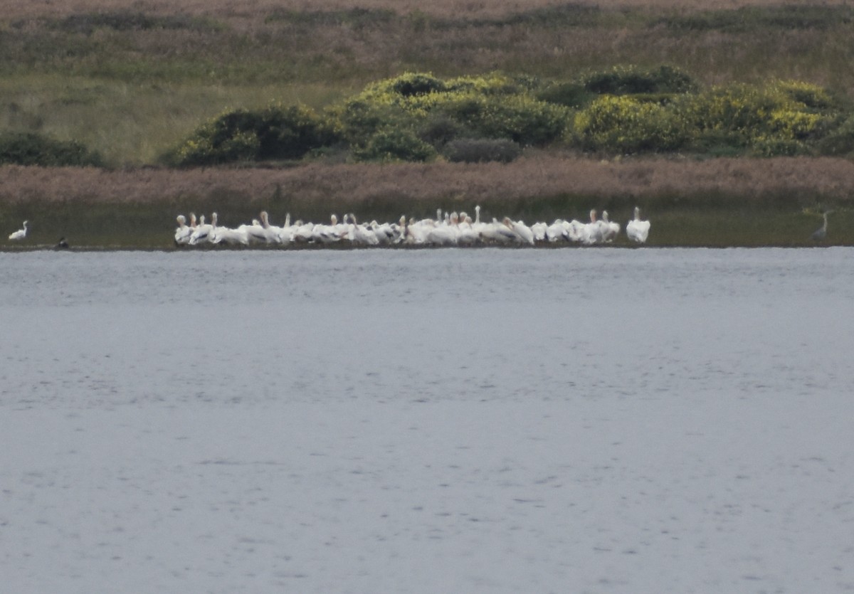 American White Pelican - ML465297511