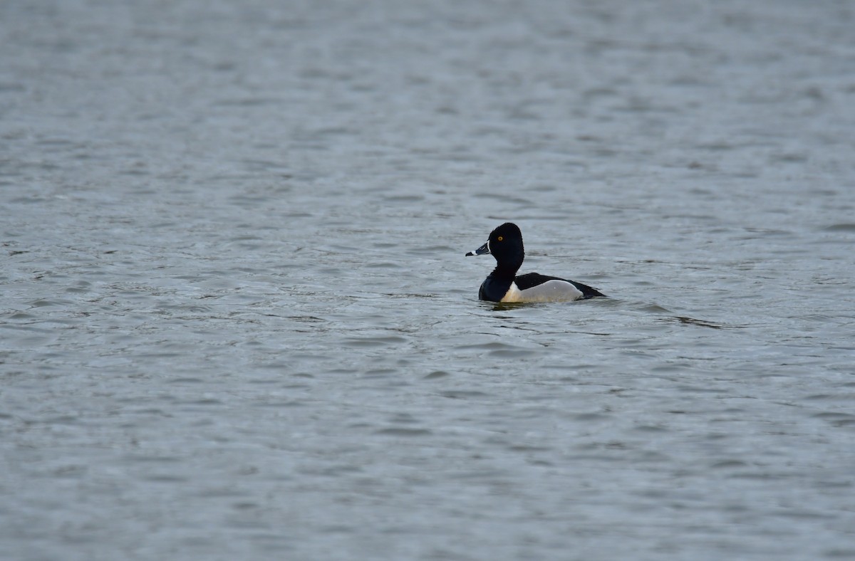 Ring-necked Duck - ML465297701