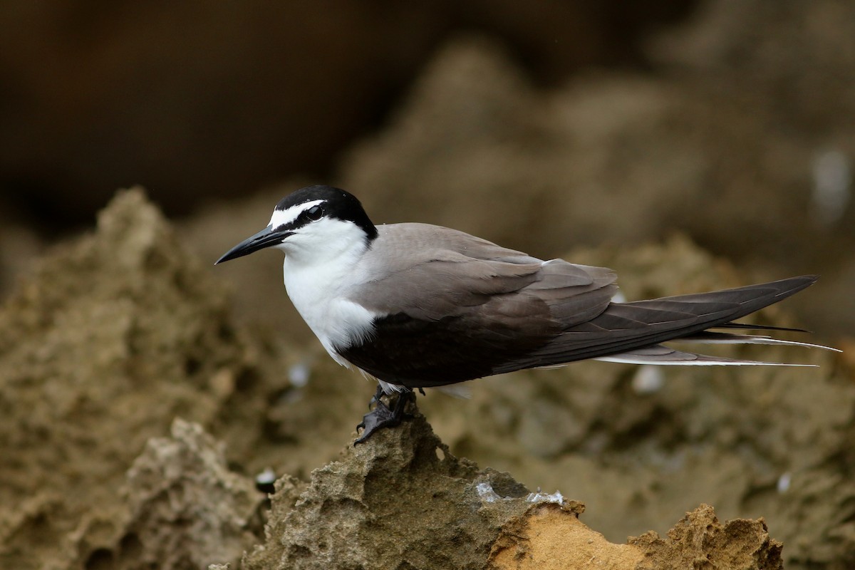 Bridled Tern - Oscar Johnson