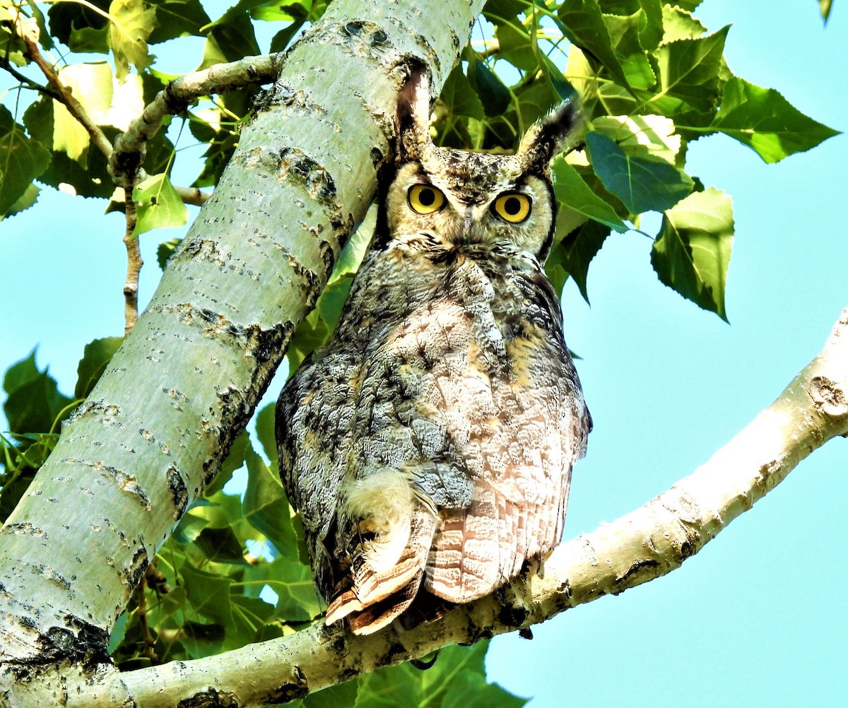 Great Horned Owl - ML465303921