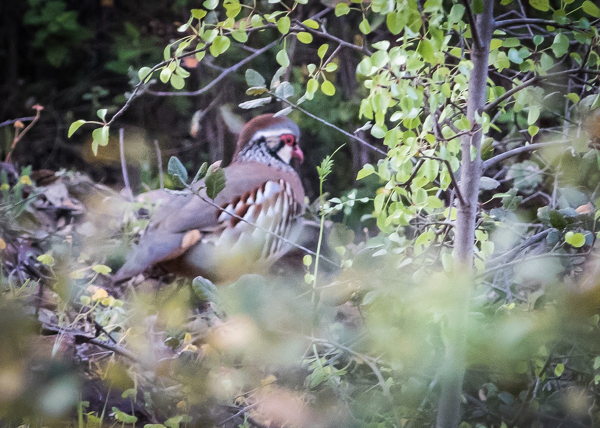 Red-legged Partridge - ML465304201