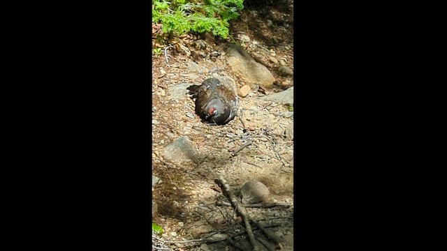 Spruce Grouse - ML465304891