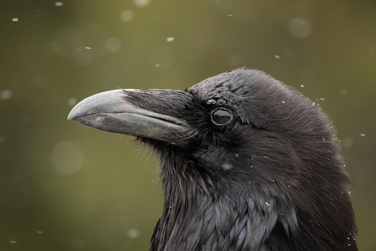 Common Raven - Davin MacAskill