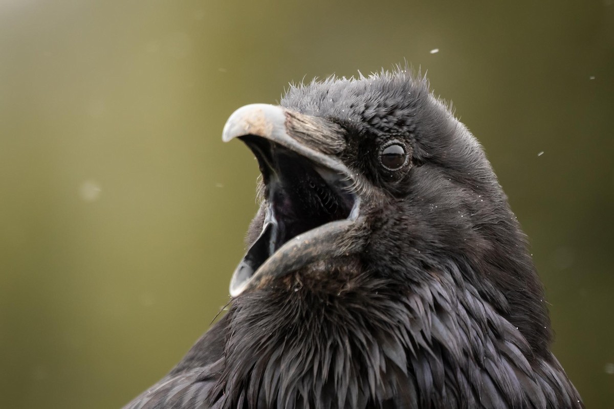 Common Raven - Davin MacAskill