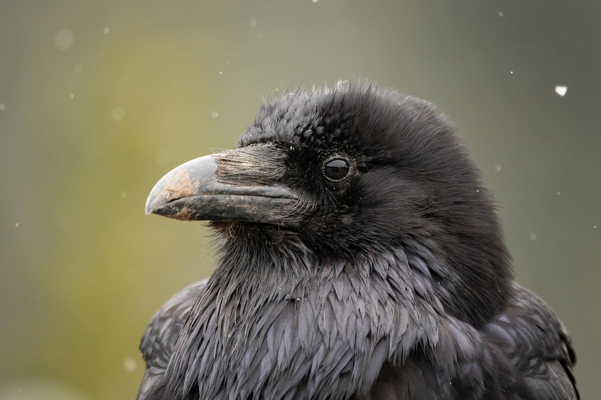 Common Raven - ML465305391