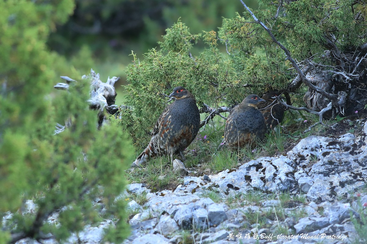 Buff-throated Monal-Partridge - ML465306011