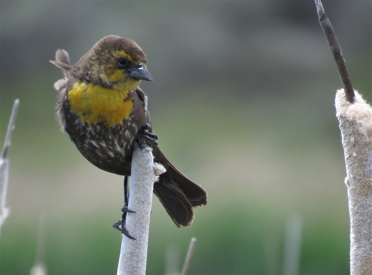 Yellow-headed Blackbird - ML465306971