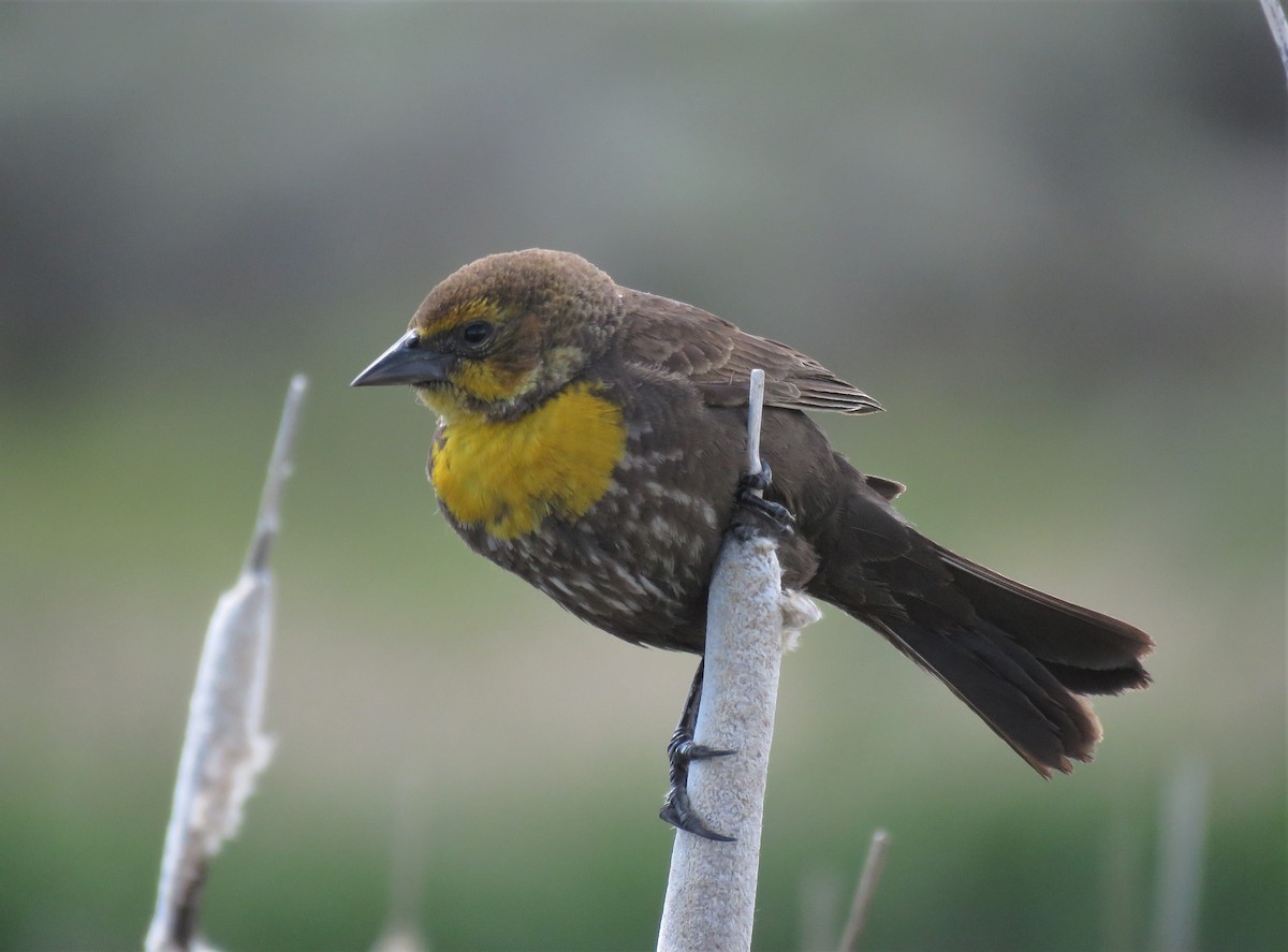 Yellow-headed Blackbird - ML465307011
