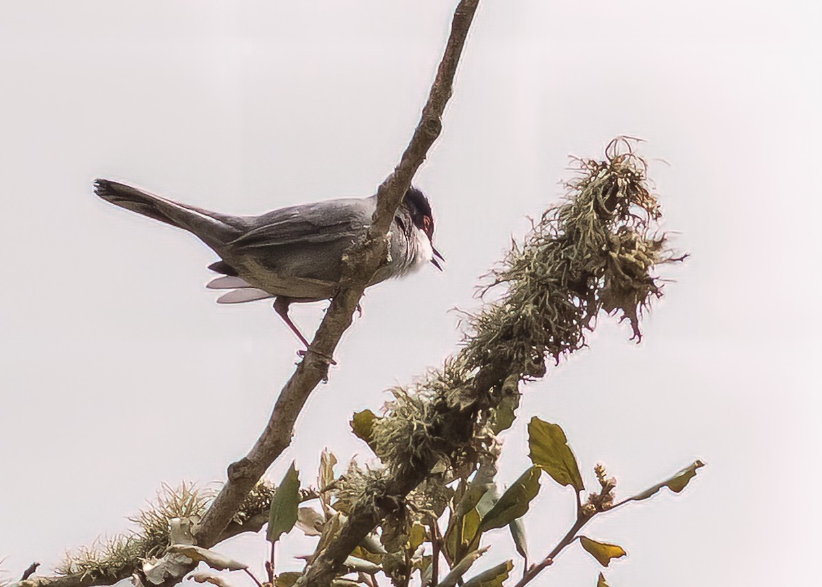 Sardinian Warbler - Mikko Pyhälä