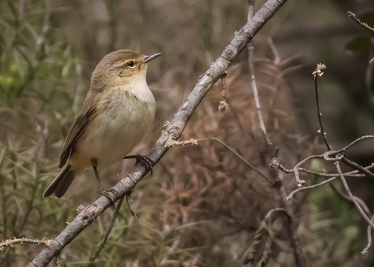 Iberian Chiffchaff - ML465307611