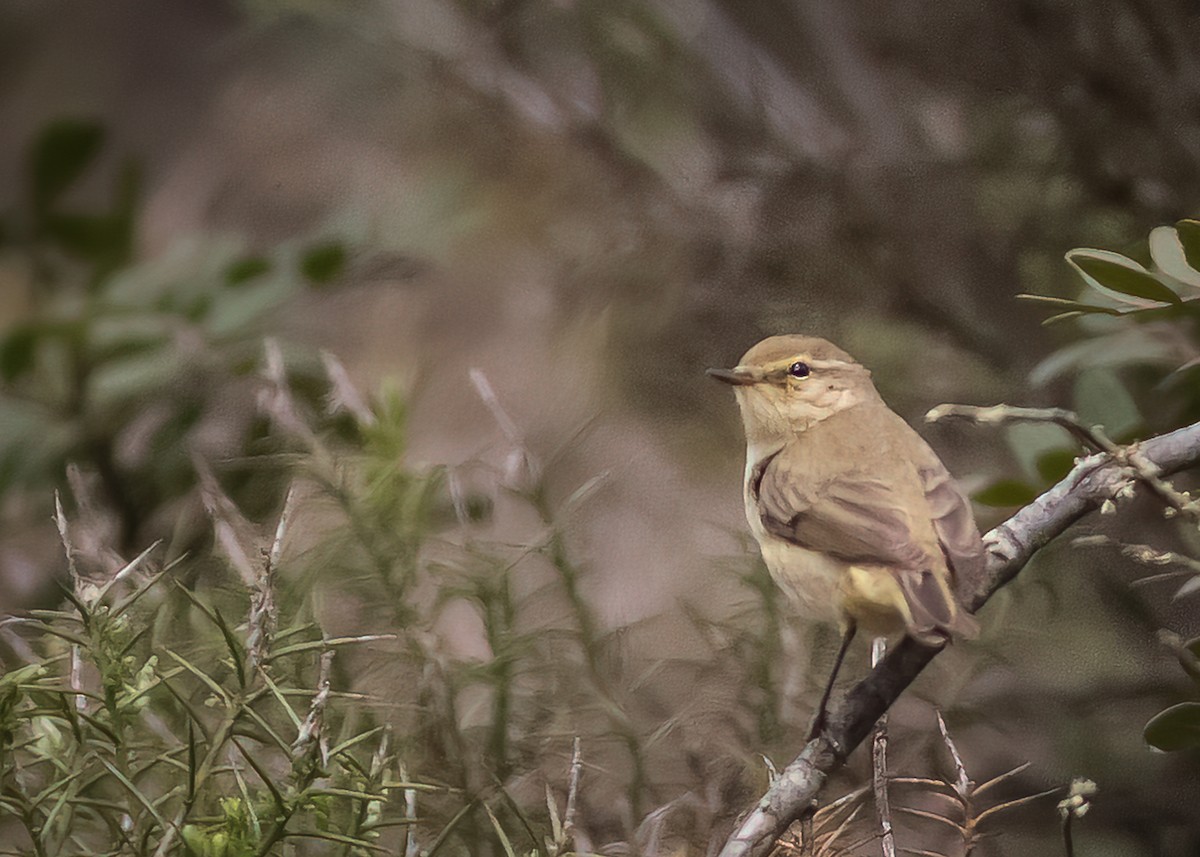 Iberian Chiffchaff - Mikko Pyhälä