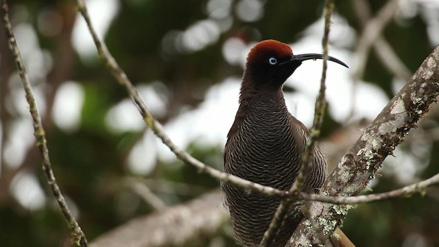 Brown Sicklebill - ML465308