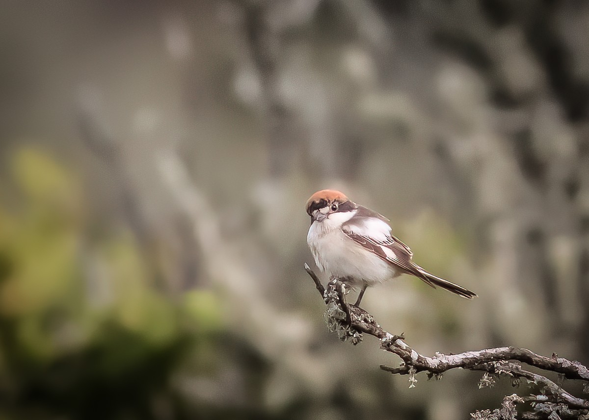 Woodchat Shrike - ML465308451