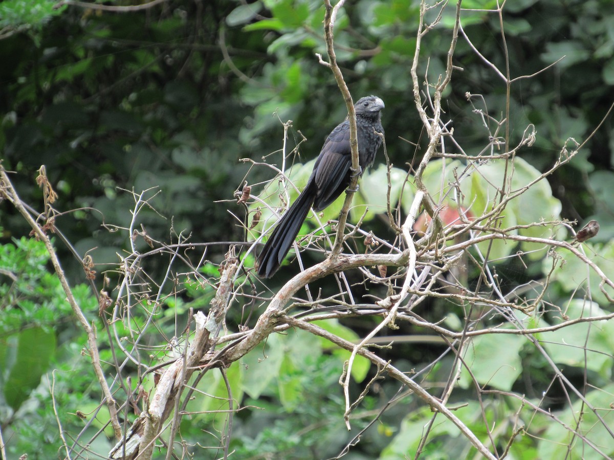 Groove-billed Ani - ML465308671