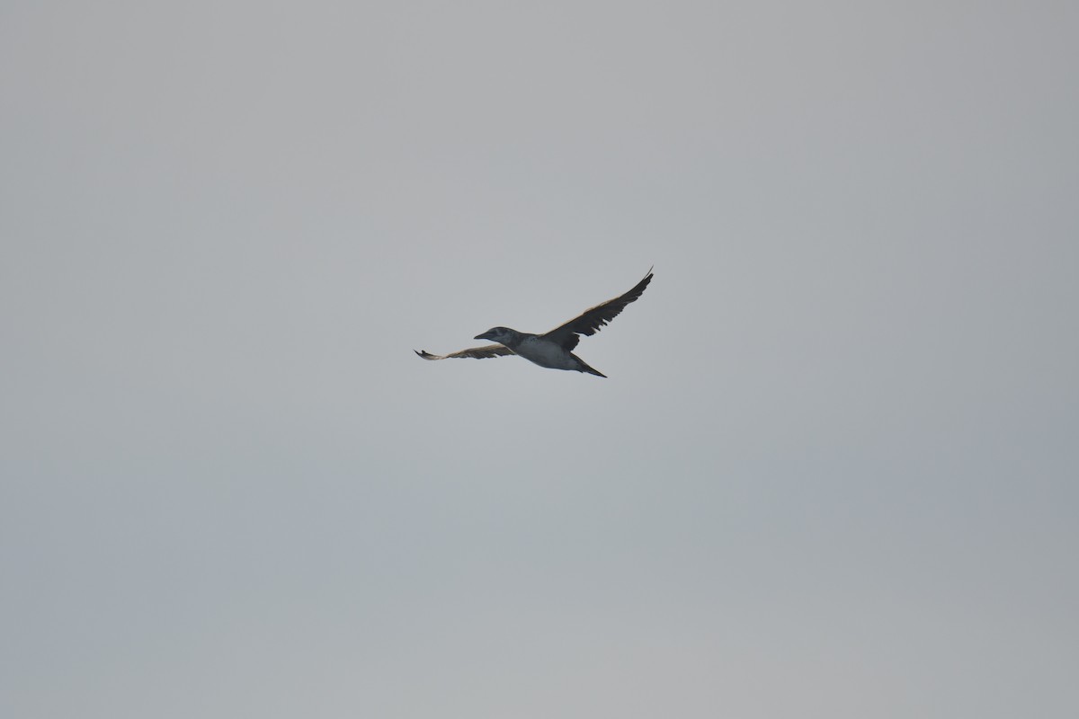 Northern Gannet - ML465310631