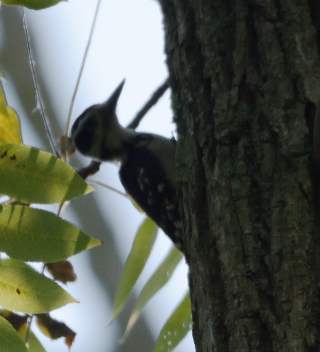 Hairy Woodpecker (Eastern) - ML465311121