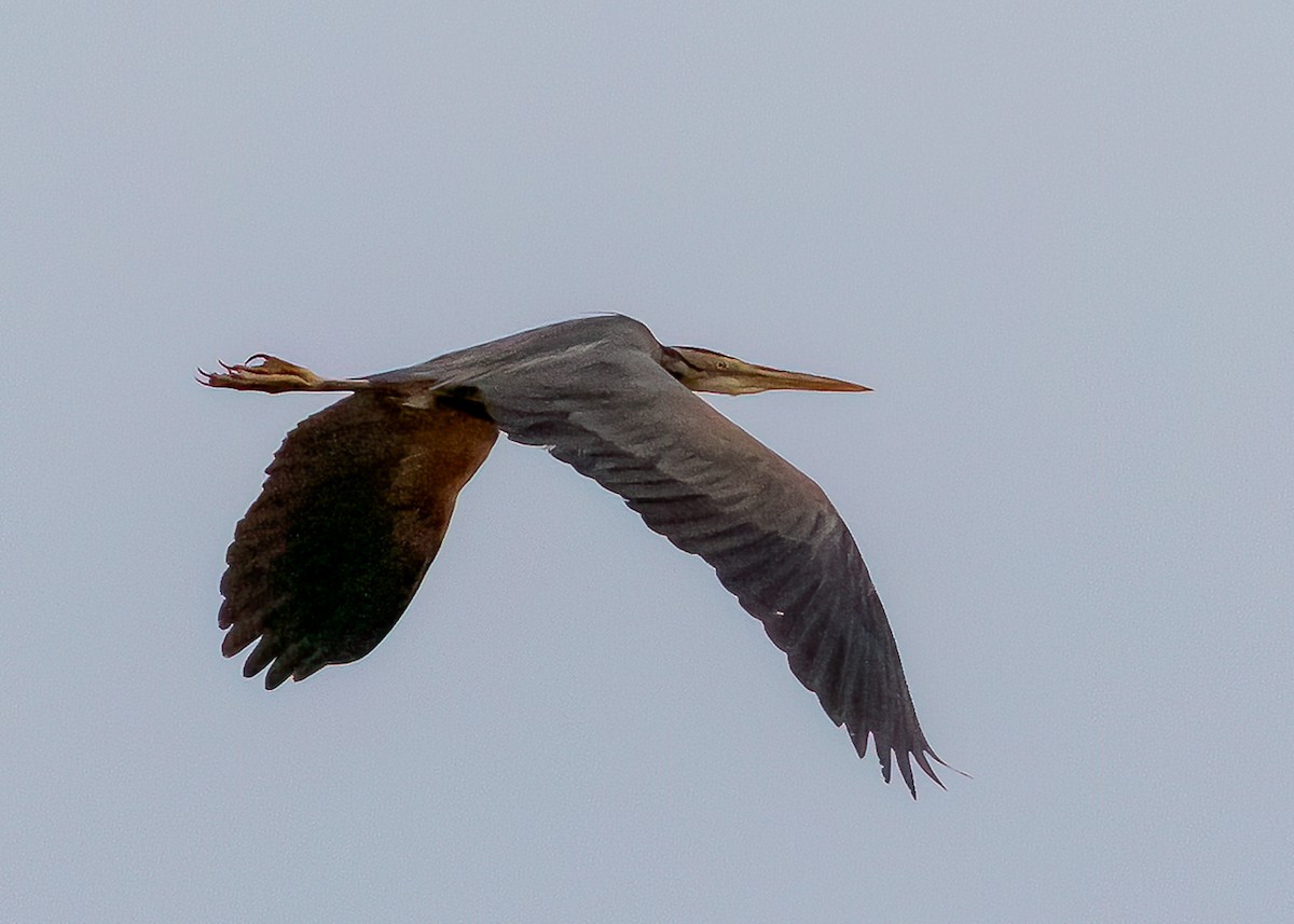 Purple Heron - ML465311851