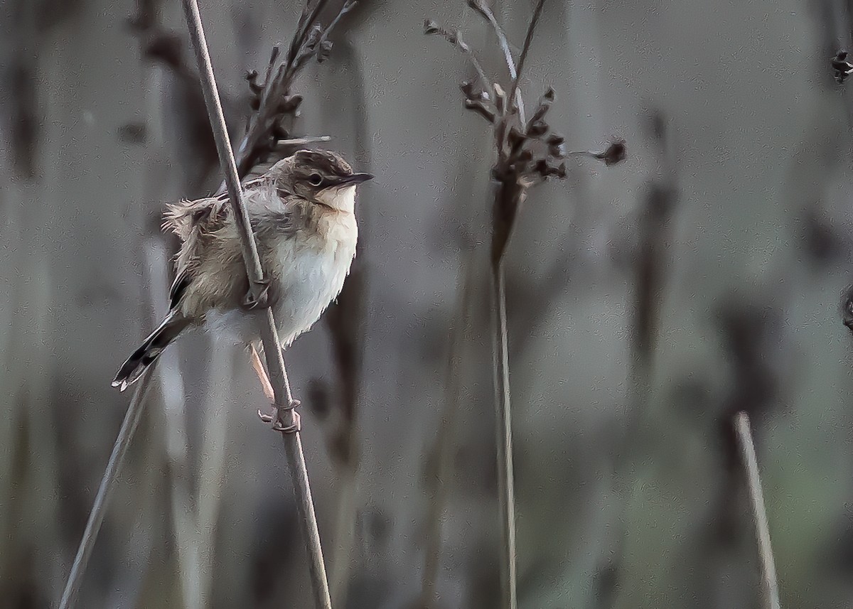 Zitting Cisticola - ML465311951