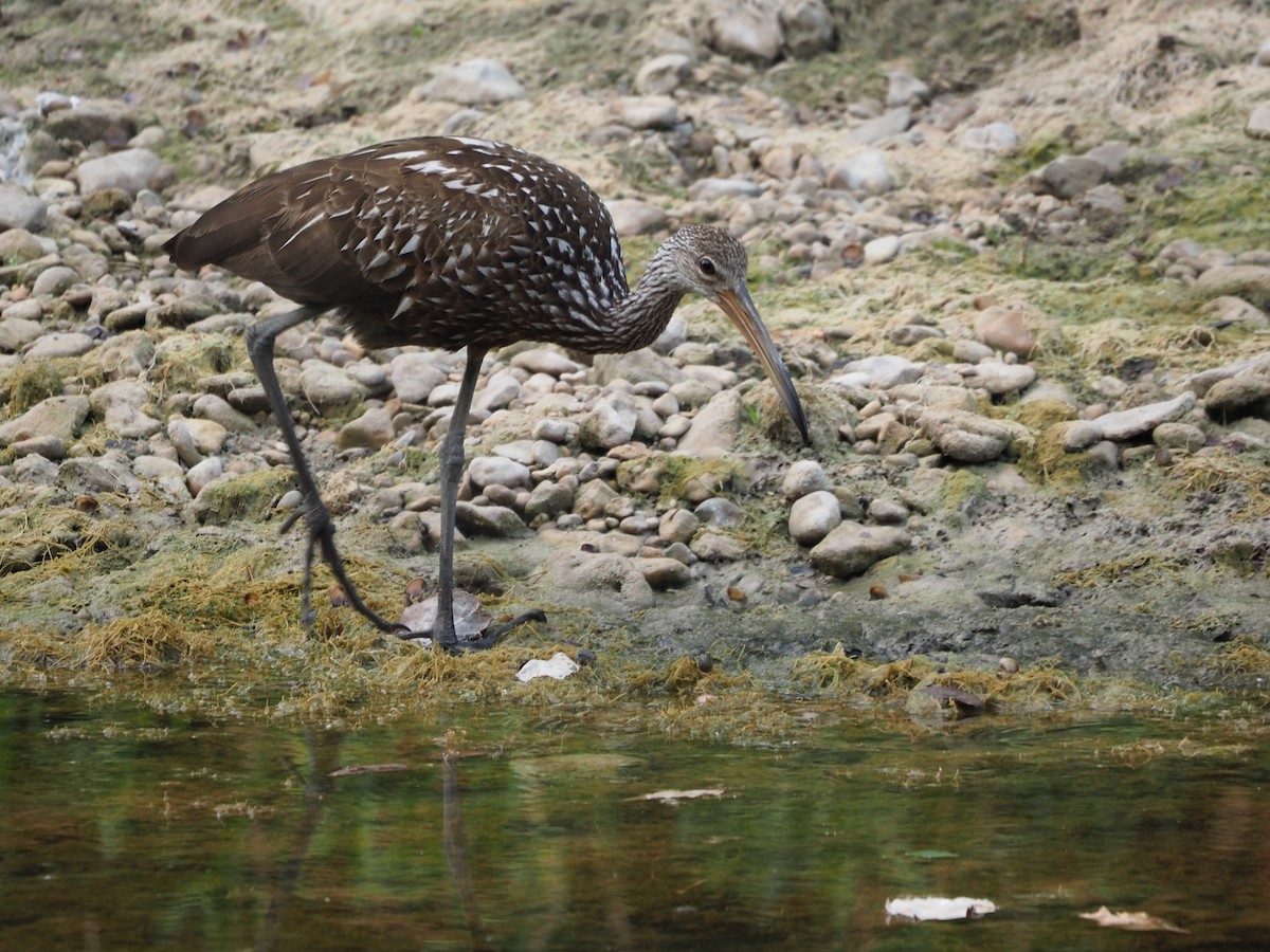 Limpkin - Richard Kaskan