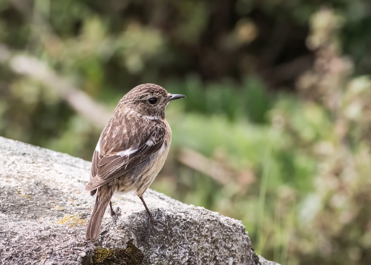 European Stonechat - ML465312011