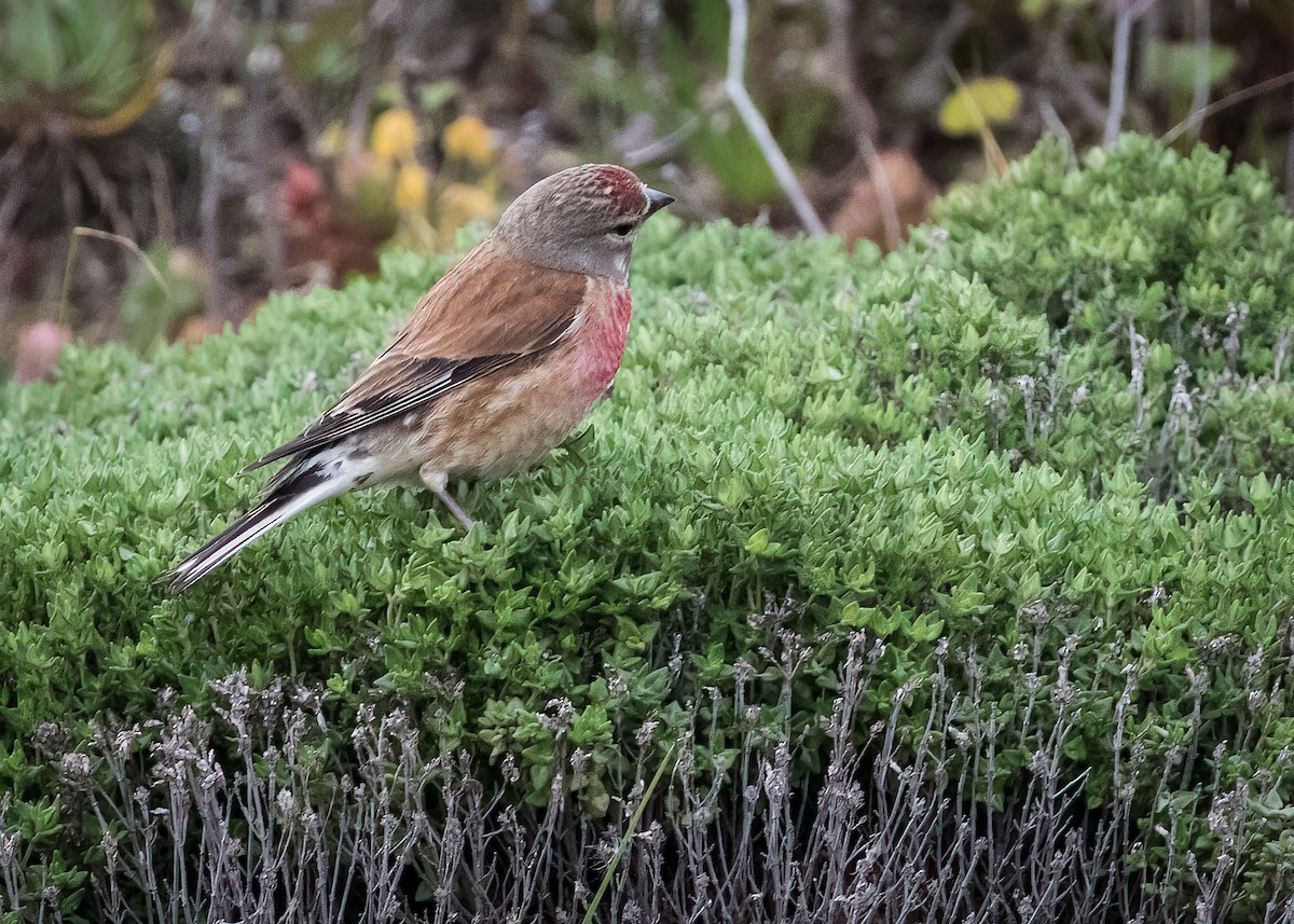 Eurasian Linnet - Mikko Pyhälä