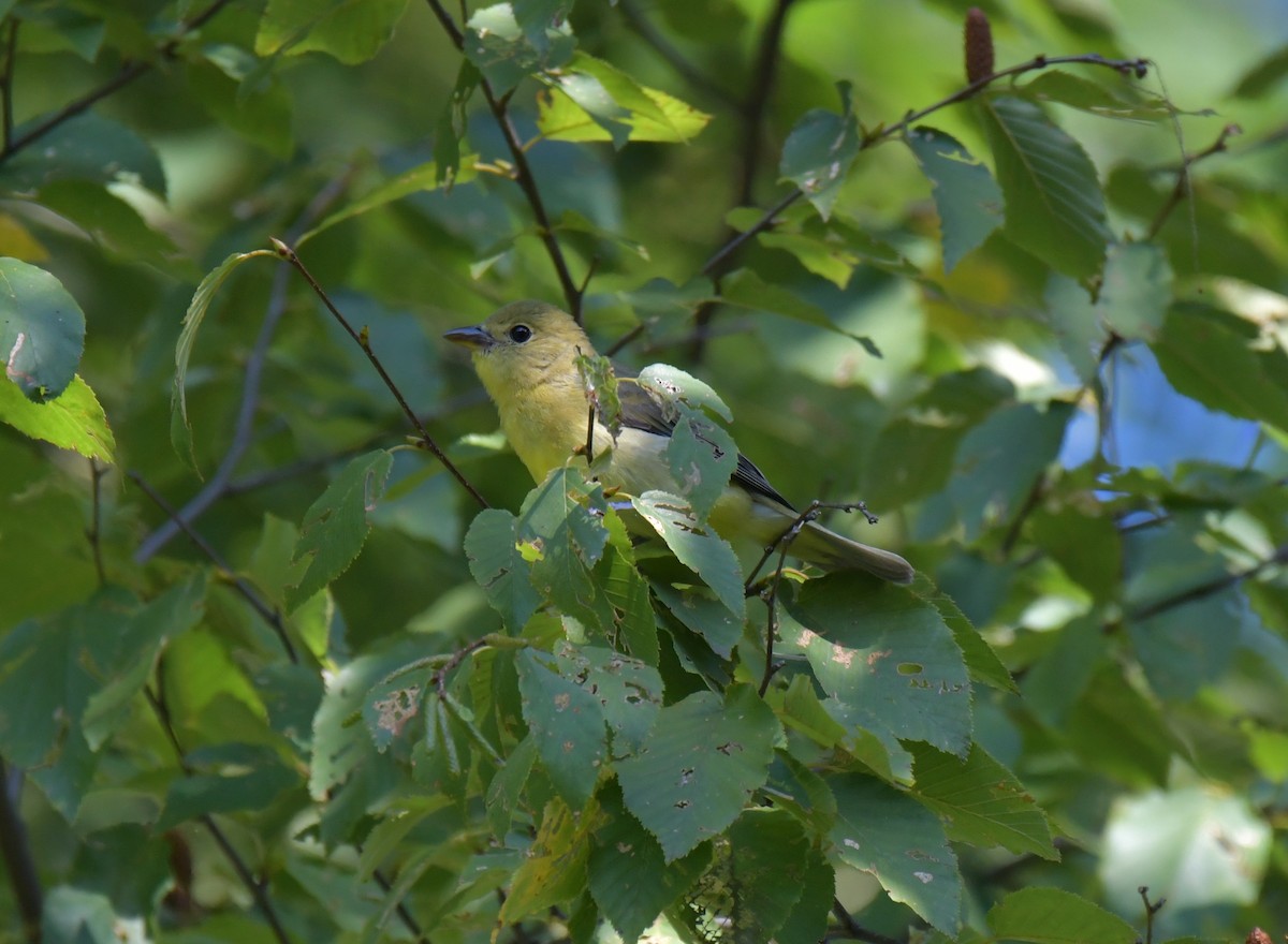 Scarlet Tanager - David Chernack