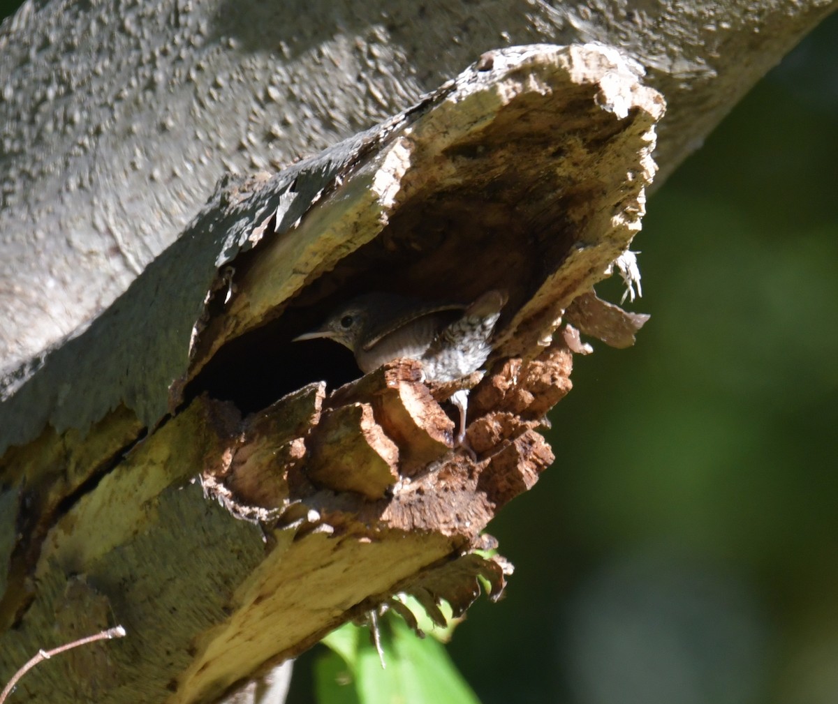 House Wren - David Chernack