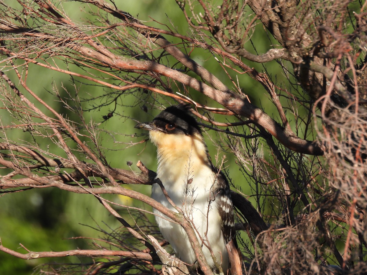 Great Spotted Cuckoo - ML465313841