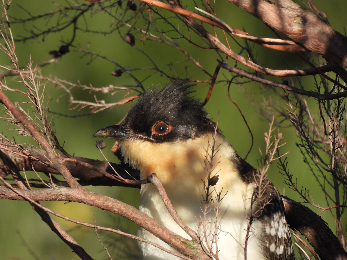 Great Spotted Cuckoo - ML465313981