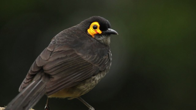 Smoky Honeyeater - ML465314