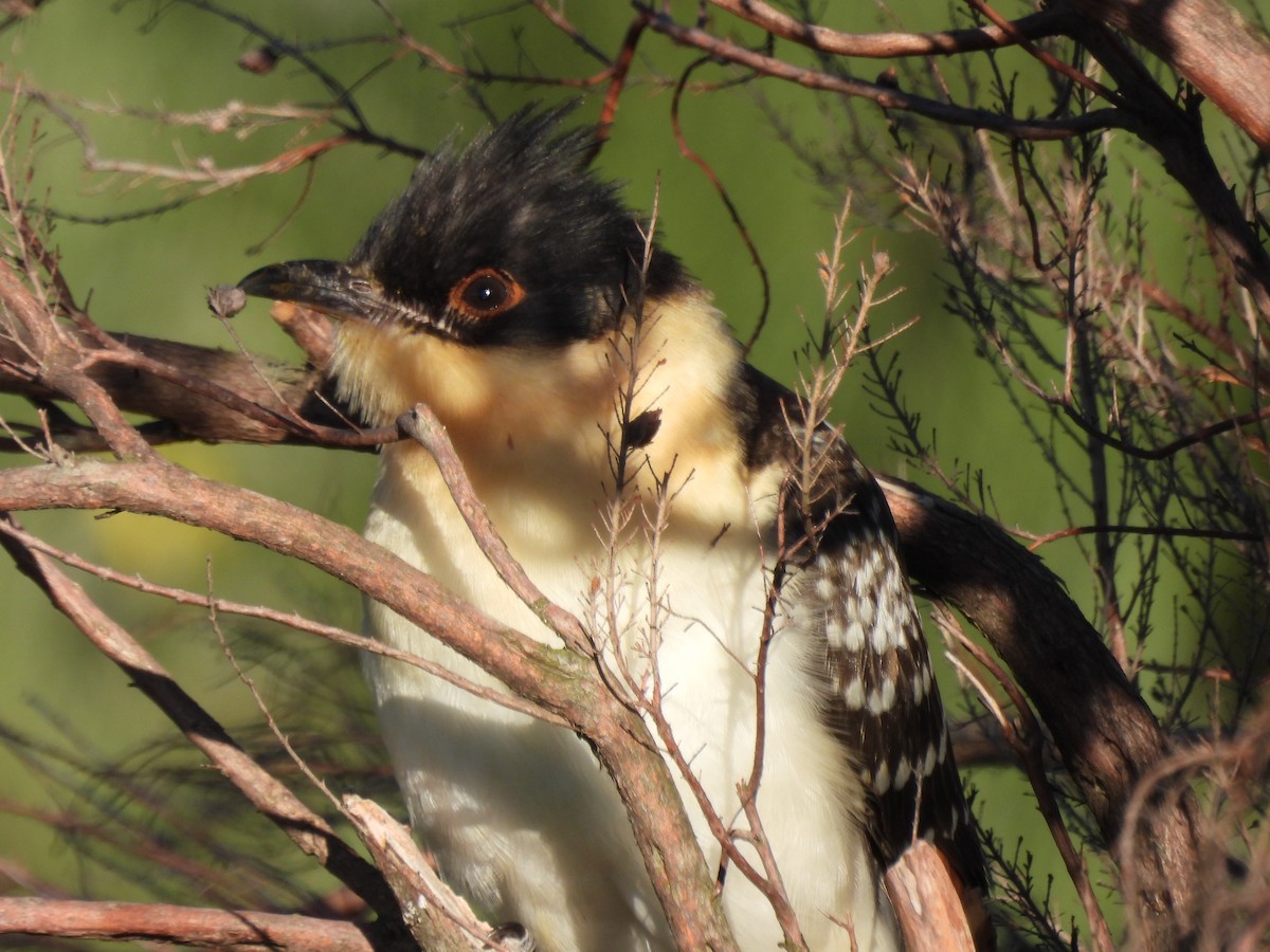 Great Spotted Cuckoo - ML465314111