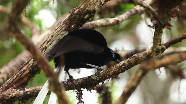 Ribbon-tailed Astrapia - ML465316