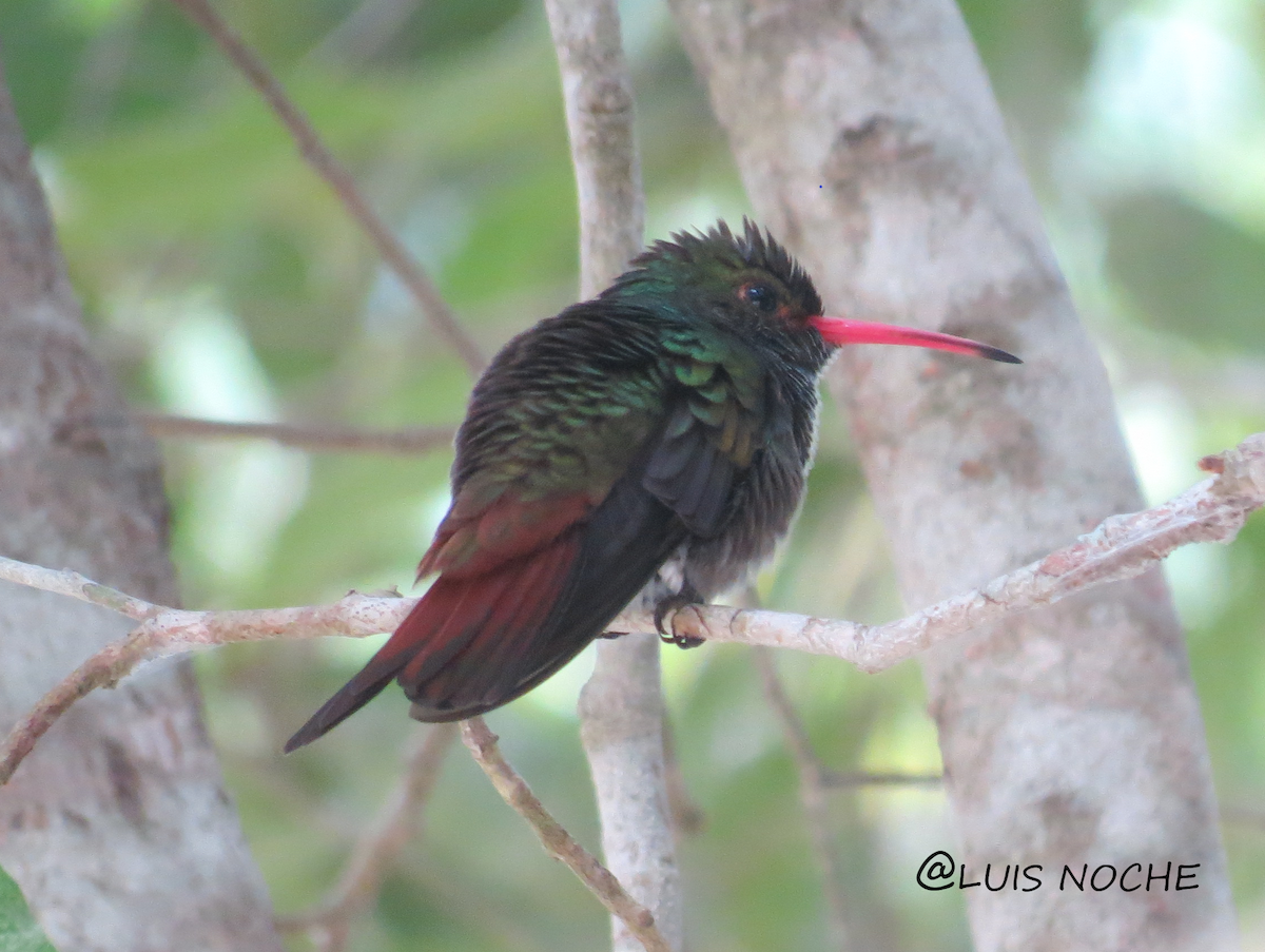 Rufous-tailed Hummingbird - Luis Noche